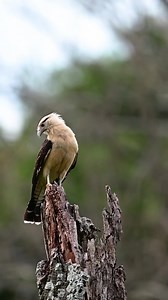 You can often tell a lot about an animal’s behavior from its physical features. In this case, a curved bill, well-developed eyes, and feet with long sharp talons hint that this bird is a hunter and pretty talented at eating meat. The Yellow-headed Caracara is a medium-sized raptor that is widely distributed throughout the lowlands of South America and parts of southern Central America. This stoic looking one was caught on 📽 by volunteer contributor Miguel Montalvo, near Mariquita, Colombia. | S