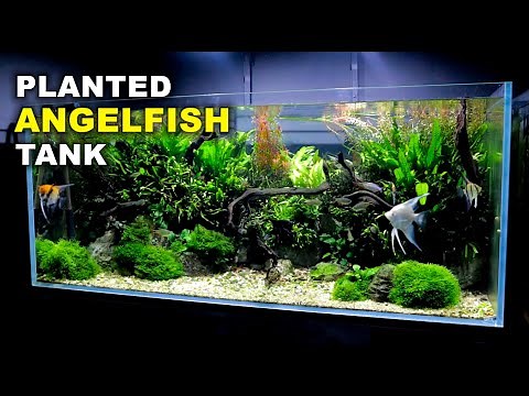 Aquascape Tutorial: Non co2 4ft Angelfish Aquarium (How To: Full Step By Step Guide, Planted Tank)