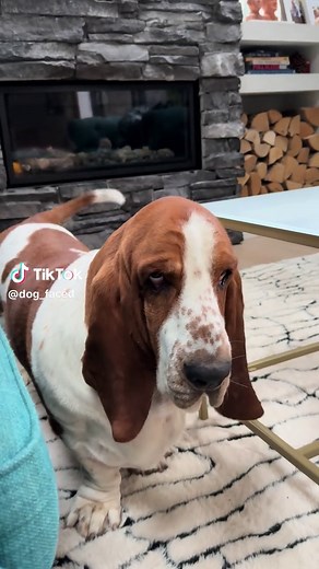 Understanding Your Basset Hound's Needs