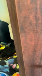 1 year-old Lasso arrived at Ark-Valley Humane Society as a found stray. 🐱❤️ Upon arrival, staff noticed a laceration on his front right leg. Staff quickly addressed the wound, which is now healed. Lasso can be shy and tends to hide in the private area of his kennel. Our staff and volunteers have been patiently working with him to build his confidence. We were suprised to see that he recently chose to leave his kennel on his own to explore the Adoptable Cat Room! Lasso got some window time, pets