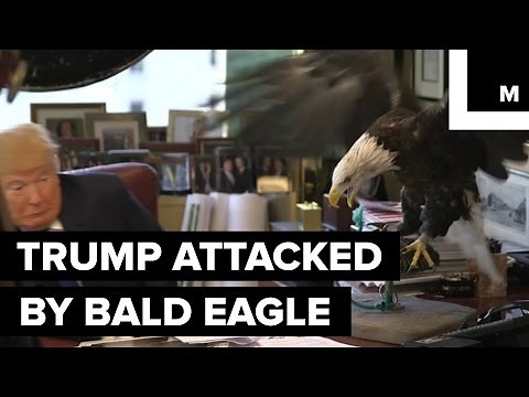 Donald Trump Attacked by Bald Eagle Named Uncle Sam, on Behalf of America