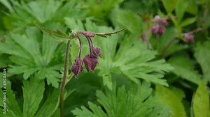 Water avens, Purple avens Geum rivale grows in bogs and damp meadows. Footage shooting static camera close up