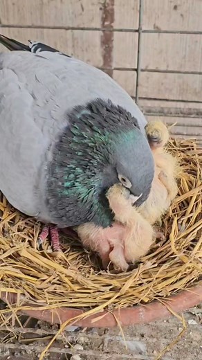 Feeding time | Joty's Aviary