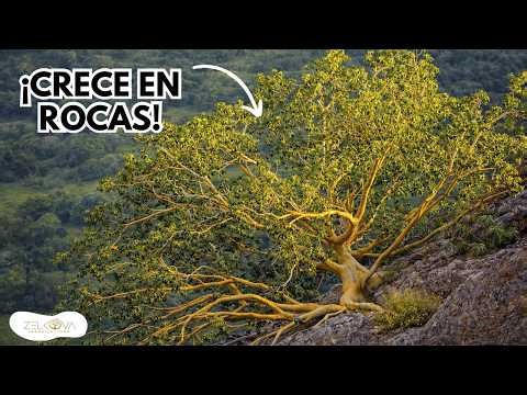 The YELLOW AMATE: The Giant that Defies the Mountains I Ficus petiolaris