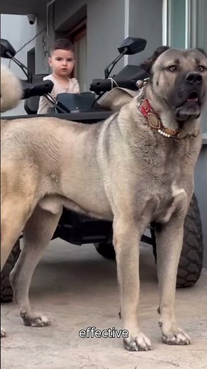 Turkish Kangal – The Legendary