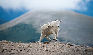 Feet Maintain Traction — Biological Strategy — AskNature