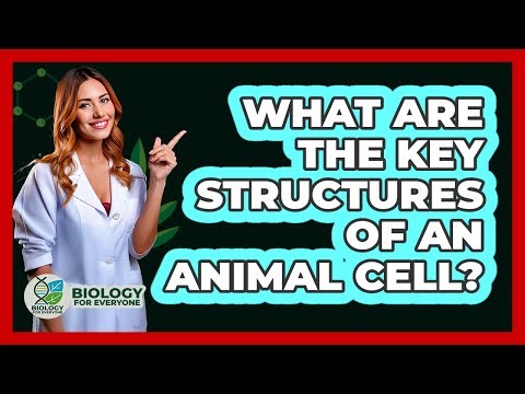 What Are The Key Structures Of An Animal Cell?