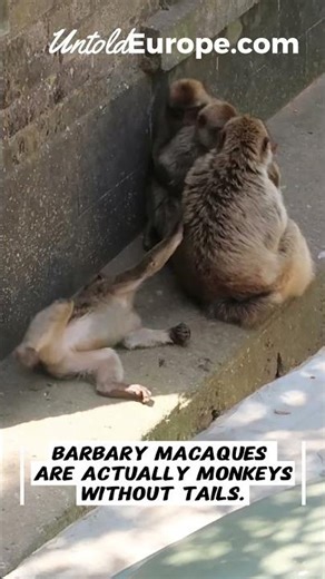 Gibraltar monkeys #untoldeurope the only wild monkeys in Europe #travel