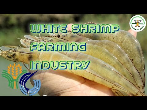 Management of intensive Vannamei shrimp ponds | White Shrimp farming in the Philippines