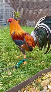 96K views · 3.7K reactions | Sigan la página porfa  #gallos #gallerosoy #GallosFino | Spring Valley Farm | Facebook