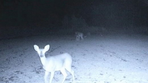 UFOs Descend on Deer in Mississippi Woods