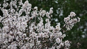 Flowers on almond tree. Blooming almond. Crown of the tree sways during strong winds and rain. Prunus dulcis shrub or small tree from subgenus Almond (Amygdalus). Rovinj, Croatia - February 23, 2024