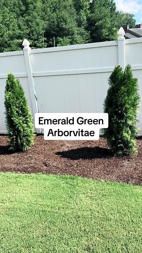 How to water newly planted emerald green arborvitae: 1. Use only the hose (no sprayer) 2. Water for 15 mins every other day This should be done to ensure deep watering #emeraldgreen #Arborvitae #evergreen #plants #downsouth #Georgia #MustardSeedLandscaping