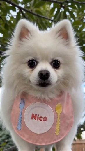 Nico:don’t drink the soup😢🥺🥹 #funny #pets #smartnico #cute #animals