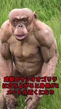 A gorilla finally peels its banana, only for a sprinting ostrich to snatch it away #neverforget #...