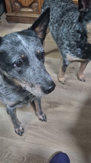 Blue heeler snack time