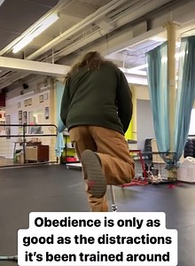 258K views · 654 reactions | Once your dog has a foundation of...