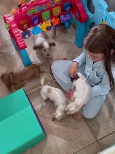 Cocker spaniel puppies available and ready for adoption.