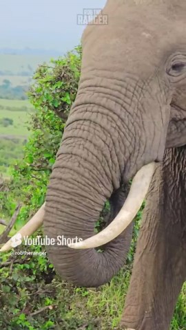 "Close-Up of an Elephant, Capturing Its Majesty in the Wild"