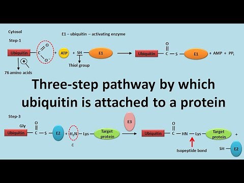 Ubiquitination of proteins