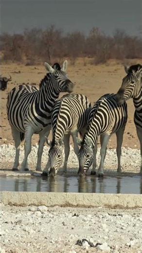 Zebra at Etosha National Park.