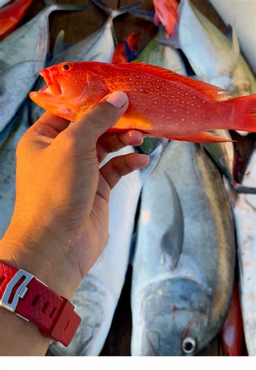 Mastering Castjig Techniques for Successful Fishing