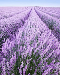 240K views · 316 reactions | Disinfect your house from top ⬆️ to bottom ⬇️ with New Lysol Lavender Scented Products that kill 99.9% of germs* and leaves a scent you’ll love. #Lysol *Use as directed | Lysol US | Facebook