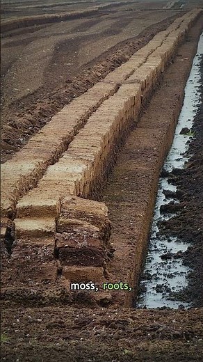 In this waterlogged ground, plant matter stops rotting and stacks up