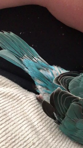 Growing feathers SO FAST! #indianringneck #birdsoftiktok #featherbabies #petsoftiktok #indian #ringneck #love #foryou