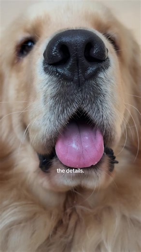 Creating the Perfect Fluff for Your Golden Retriever