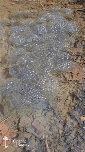 Wood Frog Eggs in the Appalachian Highlands - Spring 2026