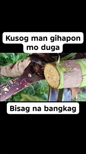 Mo duga man gihapon💦 | Jonathan Poroy Macarisa