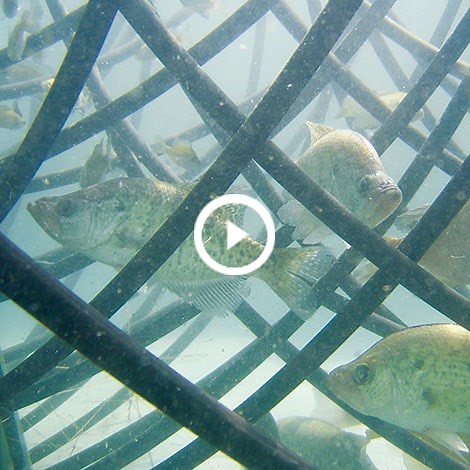 How to Create Fish Habitat