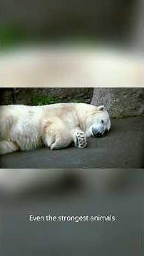 How Polar Bears Survive the Harsh Arctic