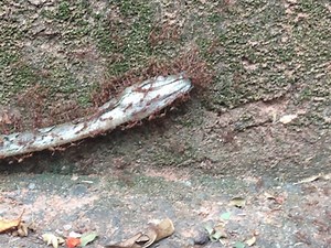 PHOTOS: Mega strong ants lug dead python up Chinatown path | Coconuts