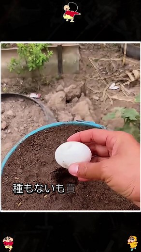 キジの卵を使った料理と植物の魅力