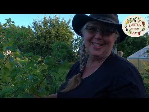 Raintree Nursery's Jostaberry Growing Guide!