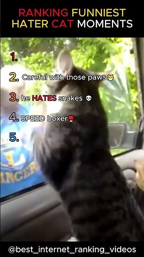 Ranking The Funniest Hater Cat Moments 😼😂 | Grumpy Cats #shorts