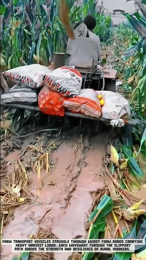 Transporting Harvests Using a Mini Tractor in Muddy Fields #smartfarming #gardeningtips
