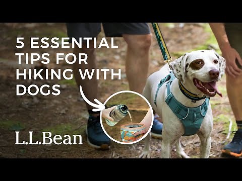 5 Essential Tips for Hiking with Your Dog