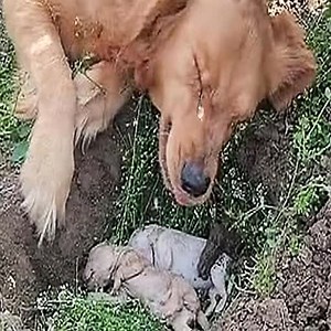 3.2M views · 26K reactions | Dog Covered in Porcupine Quills Gets Life-Saving Help from Local Hero Check the comments below    | Today News | Facebook