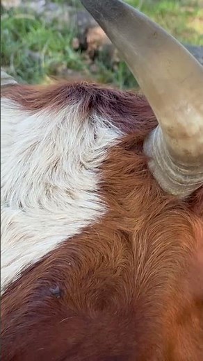 When Cows Cry 🐄 Heartbreaking Sounds of Nature