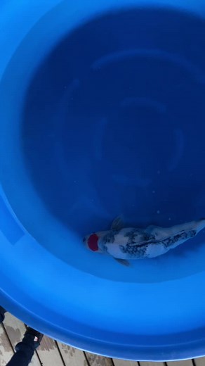 Video's van Dick van Vliet (@koionline) met Blinding Lights - The Weeknd