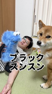 柴犬「スンスン」が言わないことw #柴犬 #スンスン