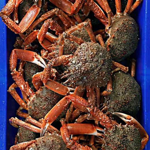 À l'occasion des fêtes de fin d'année, redécouvrons les produits de la mer bretons. | Région Bretagne