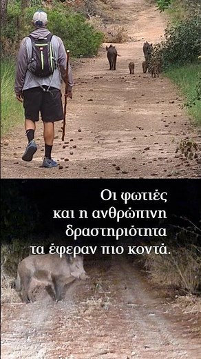 Αγριογούρουνα στην Εκάλη, αλεπούδες στην Ακρόπολη | Η ΚΑΘΗΜΕΡΙΝΗ