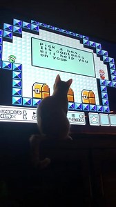 57K views · 1.7K reactions | "I swear he can read!" https://imgur.com/gallery/1yqvLGr | Imgur | Facebook