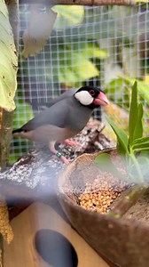 Java sparrows enjoying a calm moment by the feeder. Such peaceful energy in the aviary. #finchbirds #birdlovers #javasparrow #aviarylife #highcpmvideo #fblifestyle | Indra Prihantoro