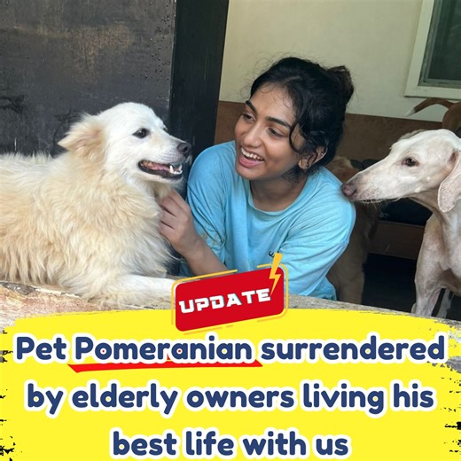 33K views · 1K reactions | CUTE PET POMERANIAN SURRENDERED BY AGED...