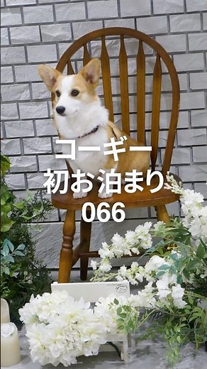 066🏨 コーギー犬チル、お泊まりデビュー！ #corgi